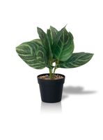 Planta Artificial Calathea 23x9 cm
