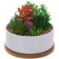 Planta Decorativa Suculentas Multico Maceta Blanca