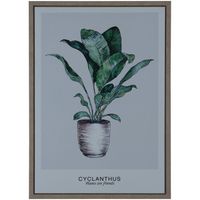 Cuadro Decorativo Cyclanthus Friend 70 x 50