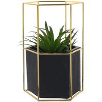 Planta Decorativa Ágave Maceta Hexagonal