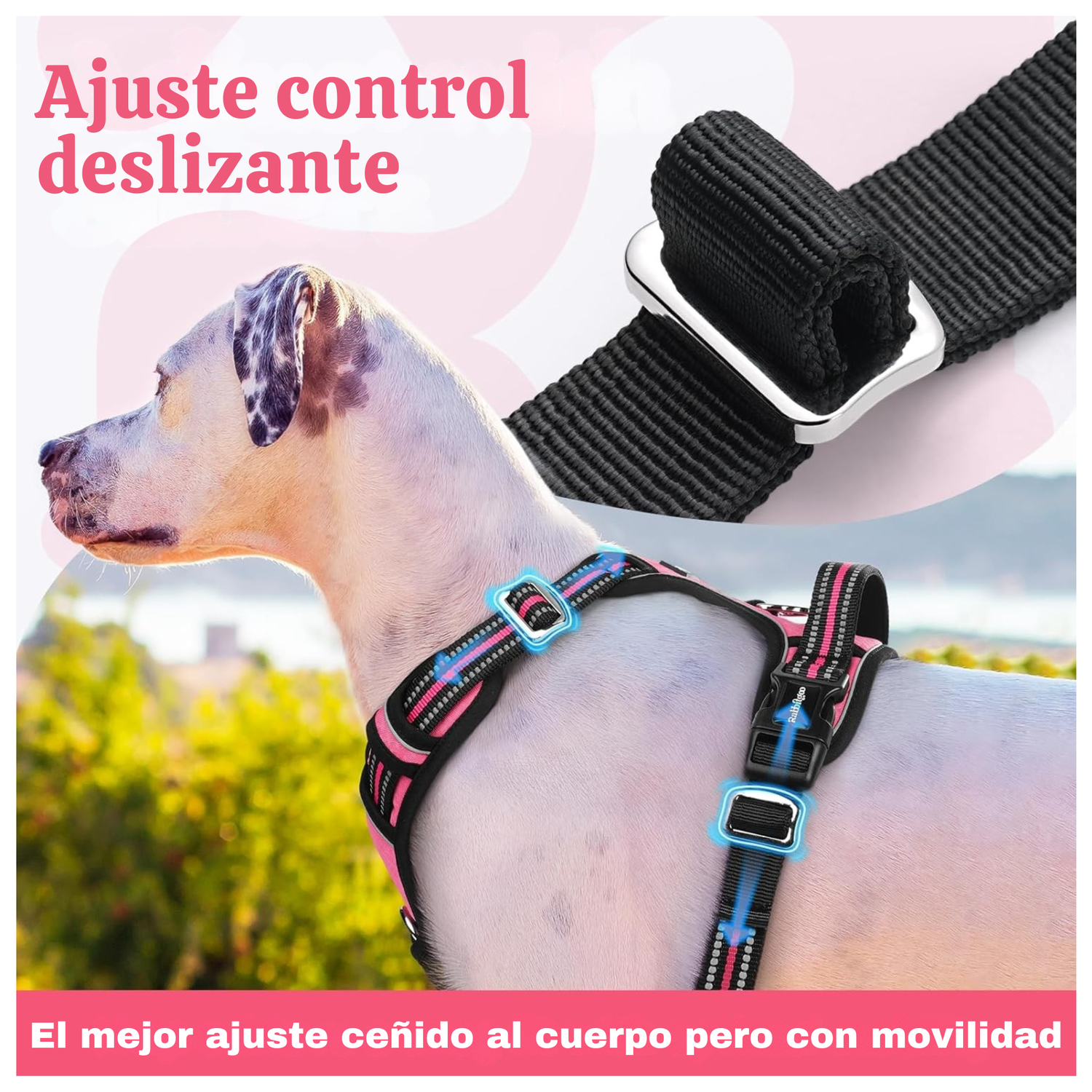 Set Arnes Correa Collar porta gps + Regalo-3