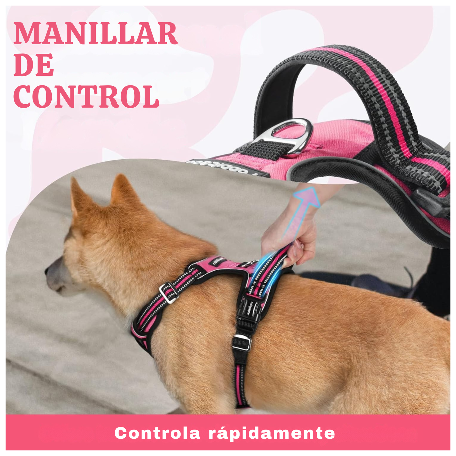 Set Arnes Correa Collar porta gps + Regalo-5
