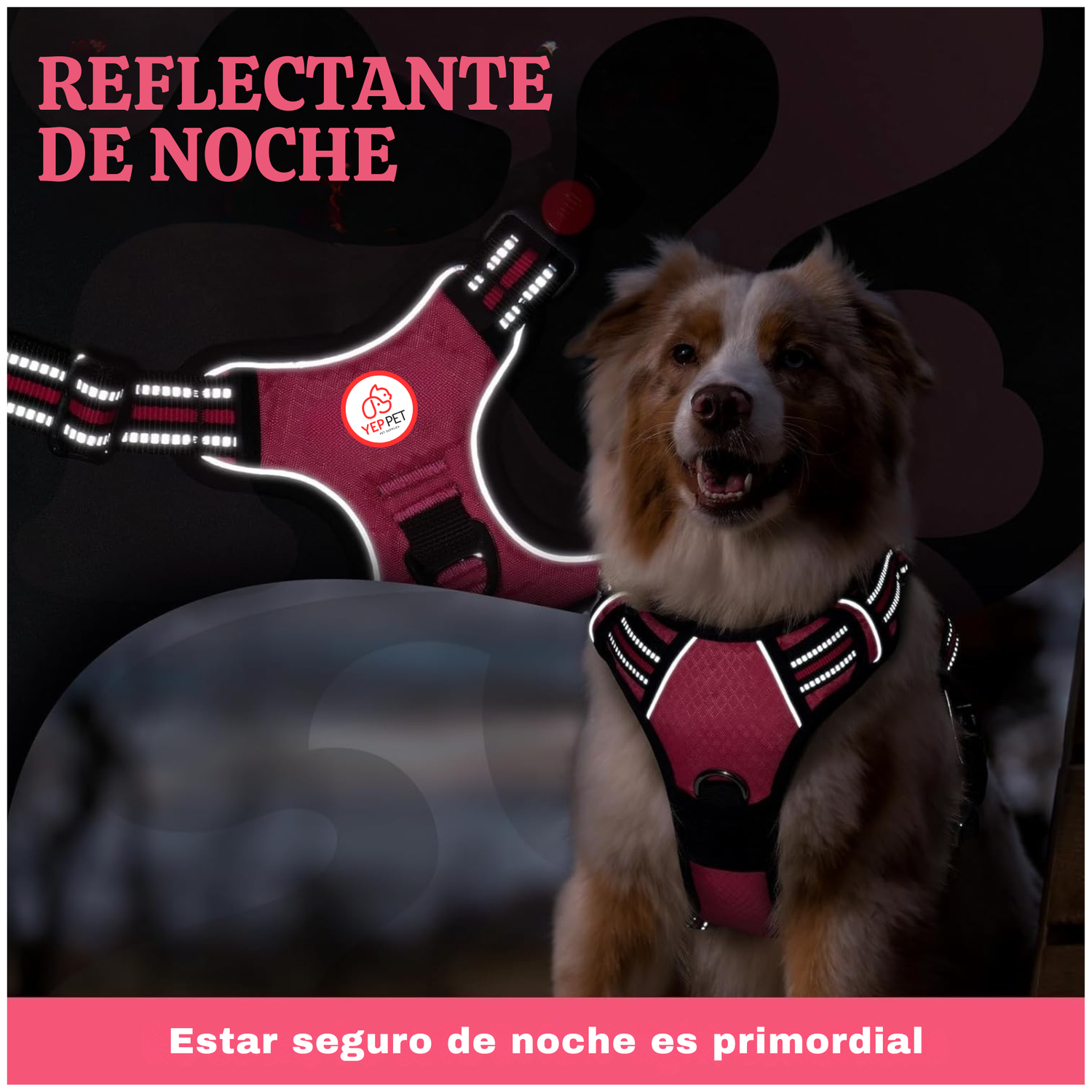 Set Arnes Correa Collar porta gps + Regalo-6