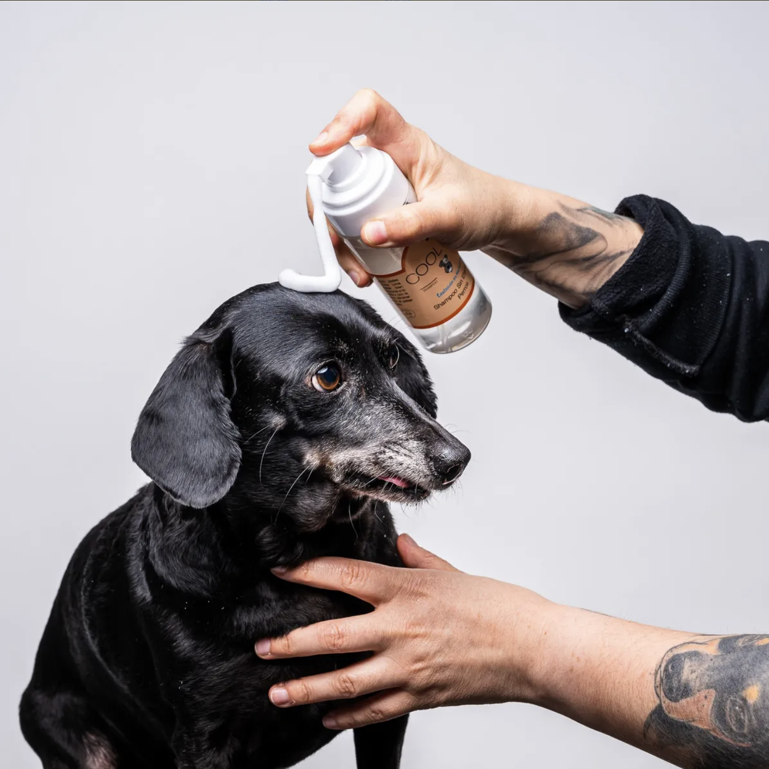 Shampoo Sin Enjuague Coolpet Para Perros Higiene Sin Agua-4