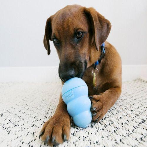Juguete Kong Puppy Para Perros Cachorros Talla S Hasta 9 Kg - CELESTE-2