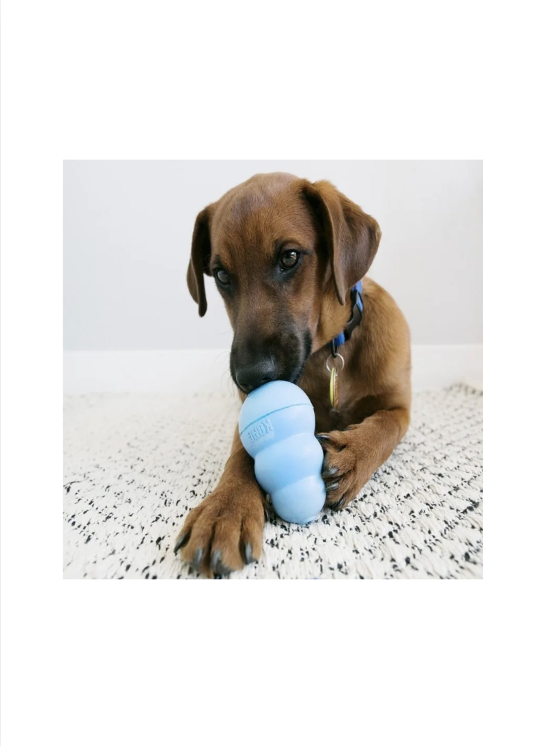 Juguete Kong Puppy Para Perros Cachorros Talla M 7-16 Kg - CELESTE-2