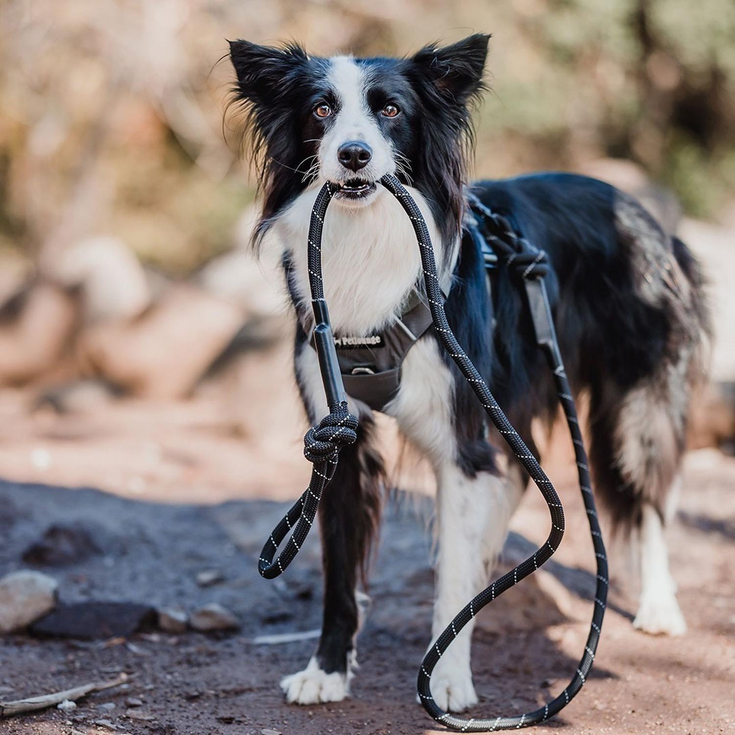 Correa De Paseo Resistente Para Perros Outdoor Petlounge - ROSADO/MAGENTA-1