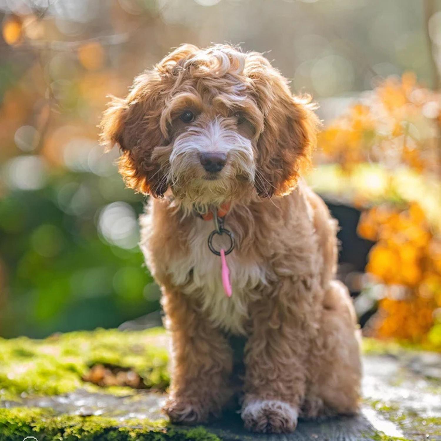 Street Dogs Placa Identificación Inteligente Colgante Perros-3