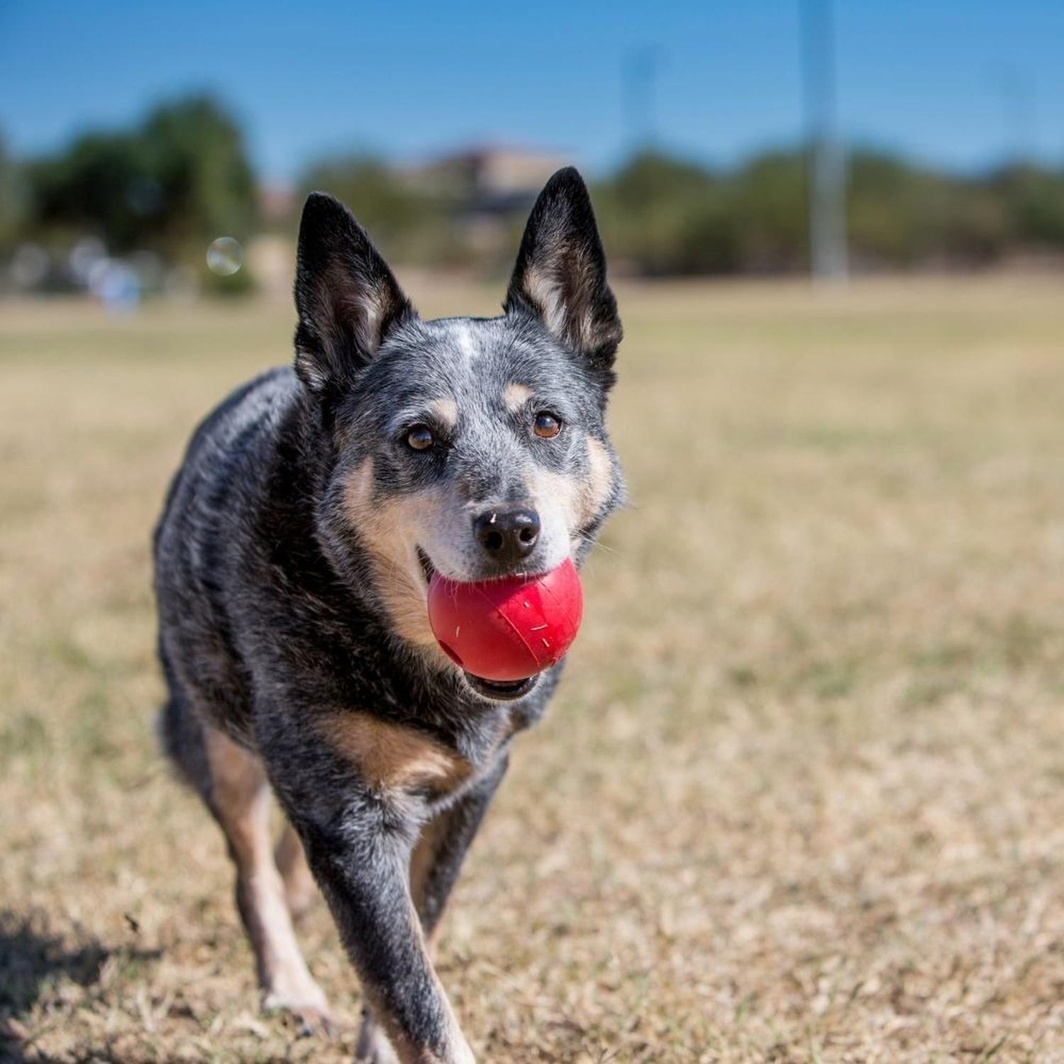 Pelota Para Perro Kong Ball Classic Talla M / L 13-30 Kg - ROJO-2