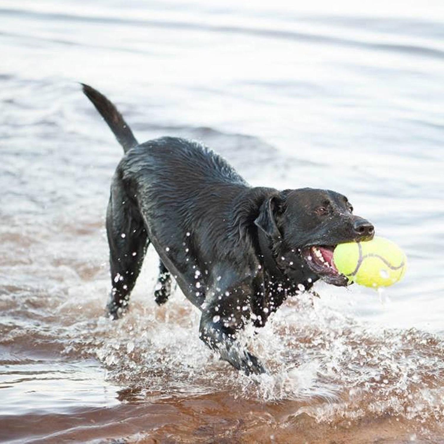 Juguete Para Perro Con Sonido Kong Air Dog Football Rugby M-3