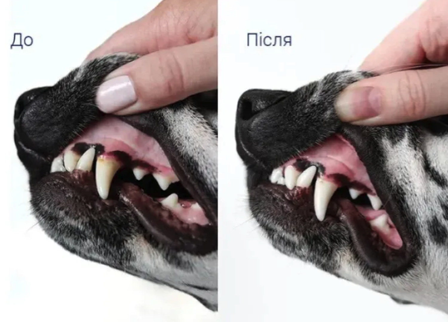 Dental Fresh Para Mascotas Perro Aditivo Para Agua 503ml-3