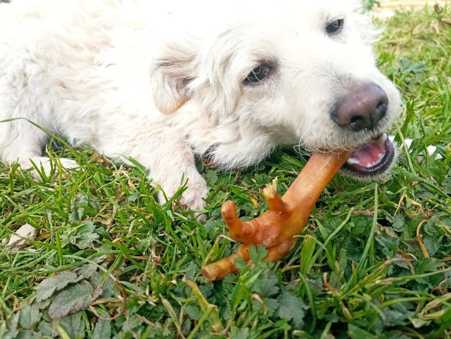 Garras Patache Patas De Pollo Deshidratadas 100% Natural 8u.-3