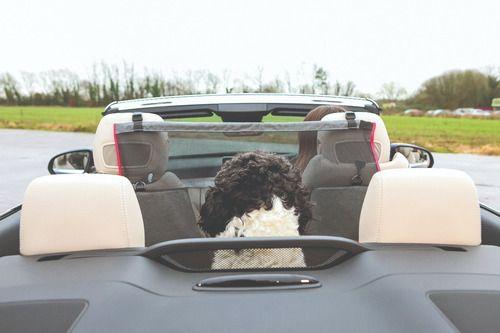Kong Barrera Protectora De Asiento Para Auto Perros Y Gatos-6