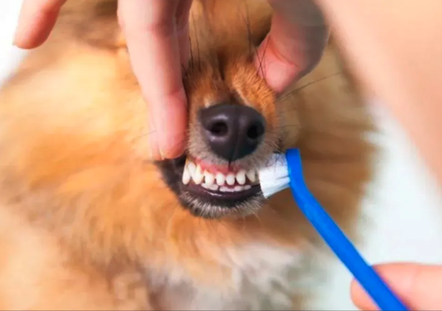 Cepillos Y Pasta De Dientes Para Mascotas Crema Dental Res-3