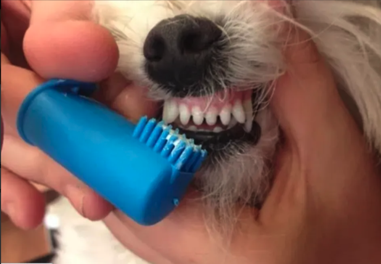 Cepillos Y Pasta De Dientes Para Mascotas Crema Dental Res-4