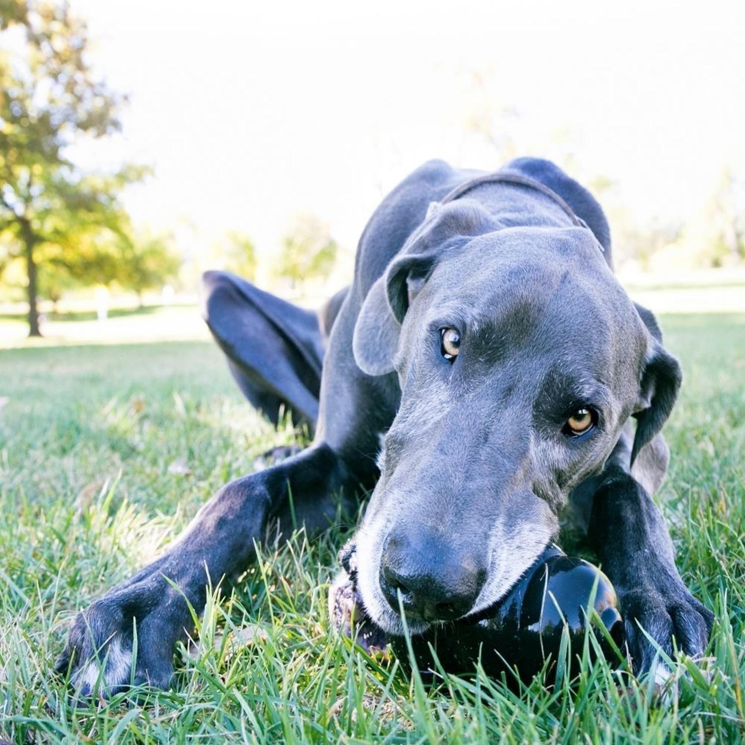 Juguete Kong Extreme Para Mascotas Perros Talla Xxl 38+ Kg-8