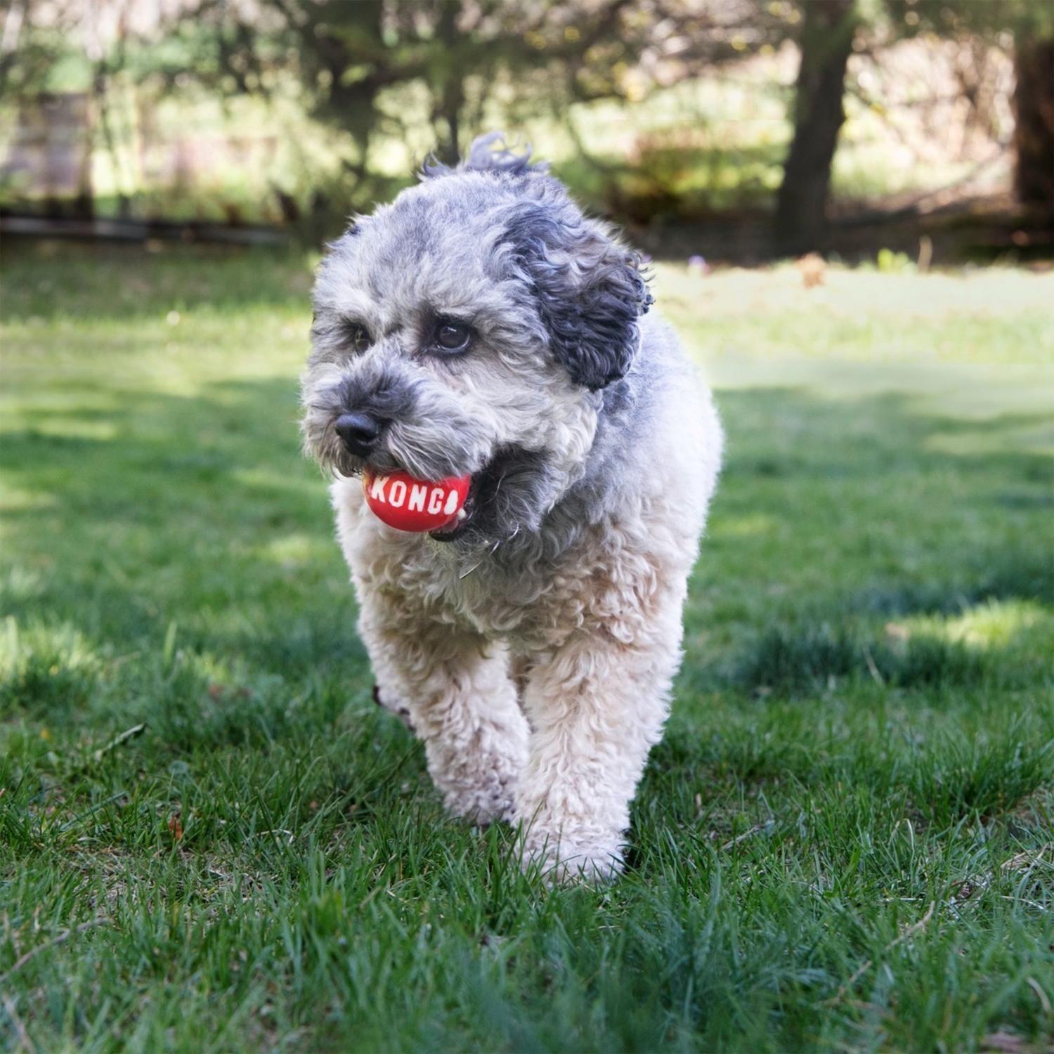 Pelotas Para Perro Kong Ball Signature Talla M Hasta 16 Kg -2
