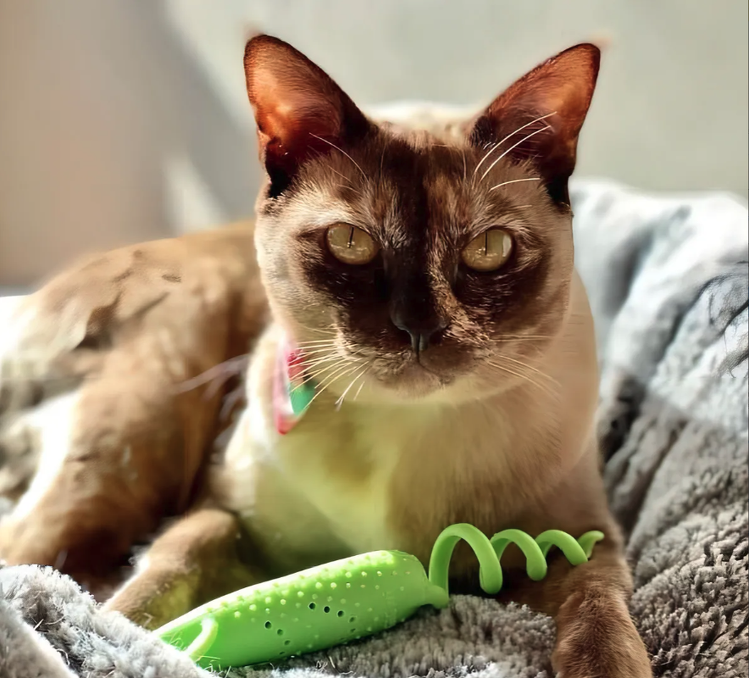 Ratón Cuidado Dental Gigwi Roll Tailed Mouse Con Catnip Para Gatos-2