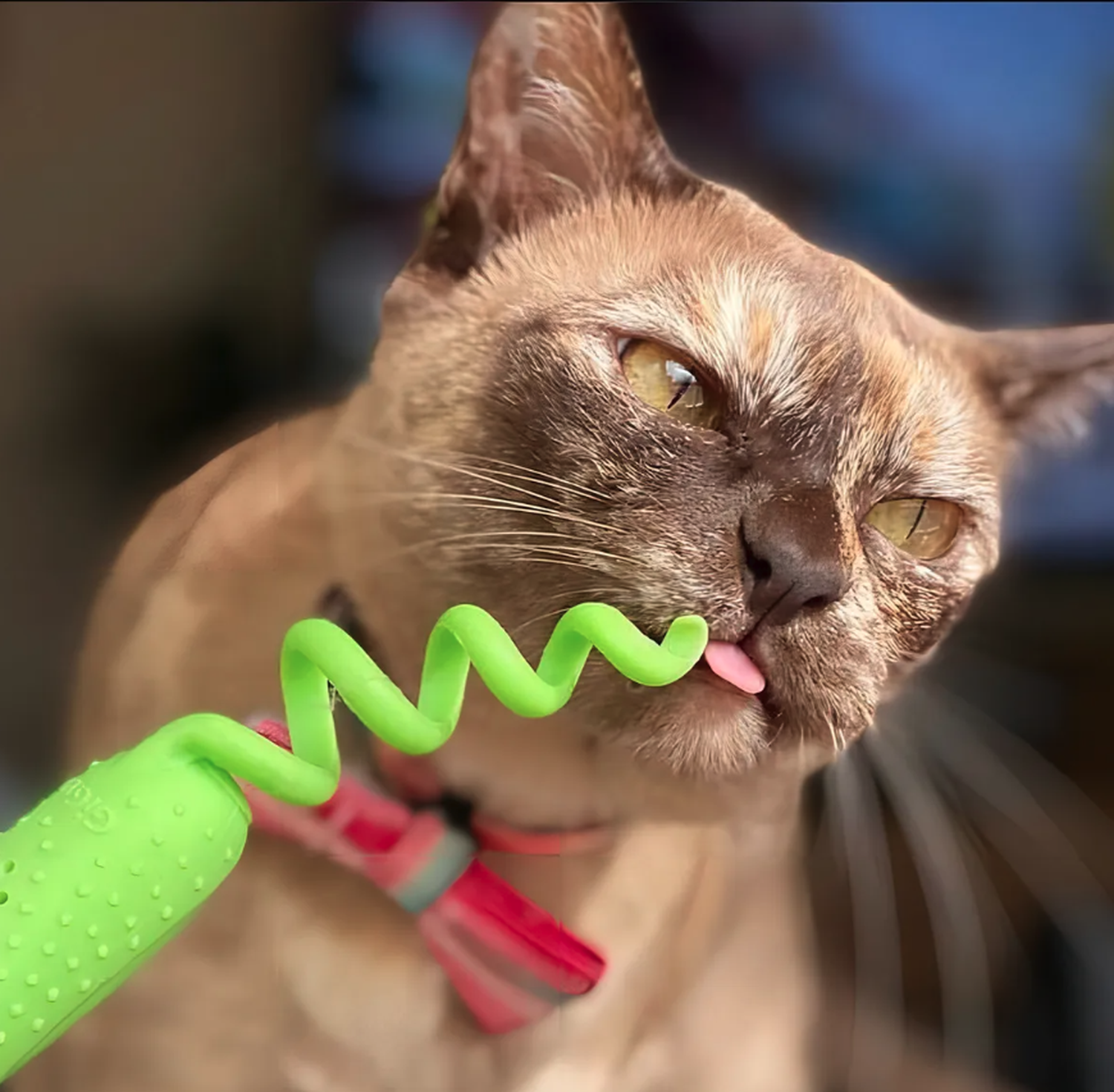 Ratón Cuidado Dental Gigwi Roll Tailed Mouse Con Catnip Para Gatos-3