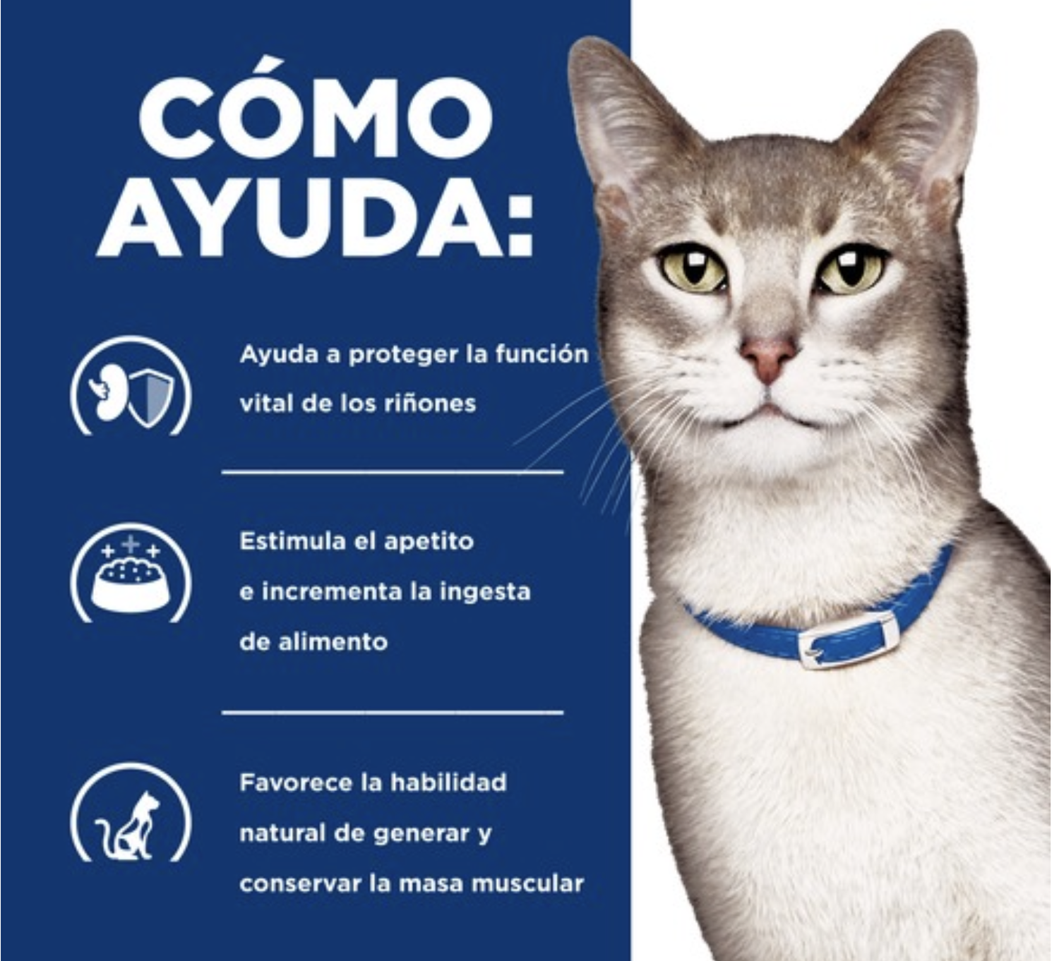 X6 Hill's Prescription Diet Kidney Care Gato Adulto 156 g c/u-3