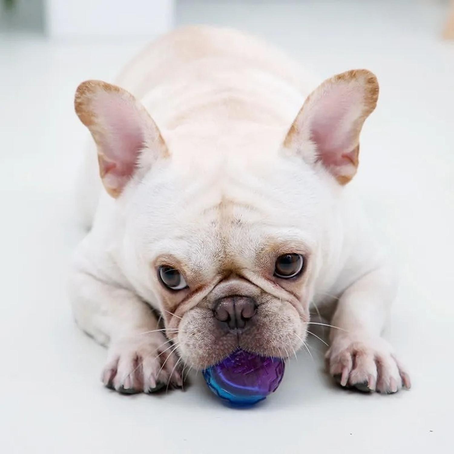 Pelota Juguete Para Perros Squeak 2 Unidades Talla M Gigwi - MIXTO-3