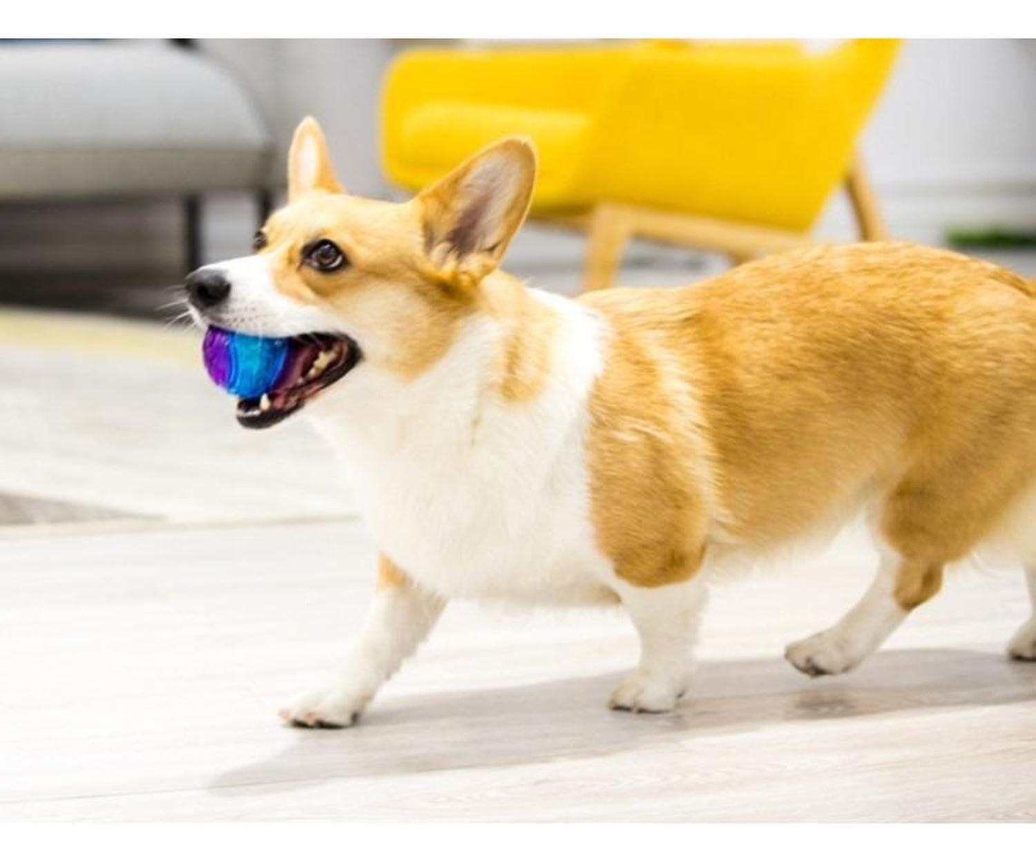 Pelota Juguete Para Perros Squeak 2 Unidades Talla M Gigwi - MIXTO-7