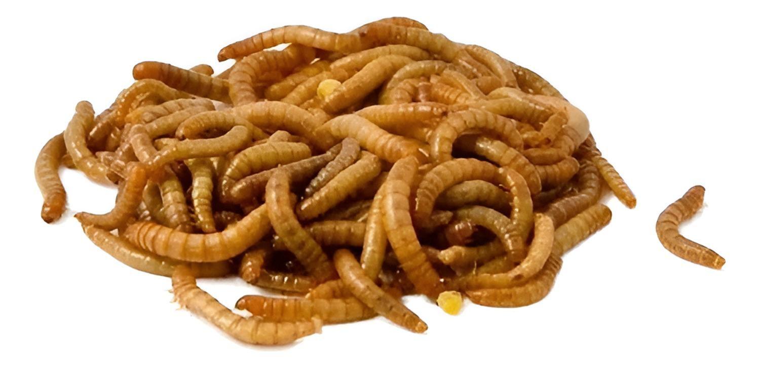 Súper Tenebrios Deshidratados Para Aves Erizos Hámsters 200g-2