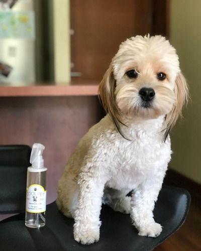 Spray Coolpet Perfume Neutralizador De Olores Perros Y Gatos-8