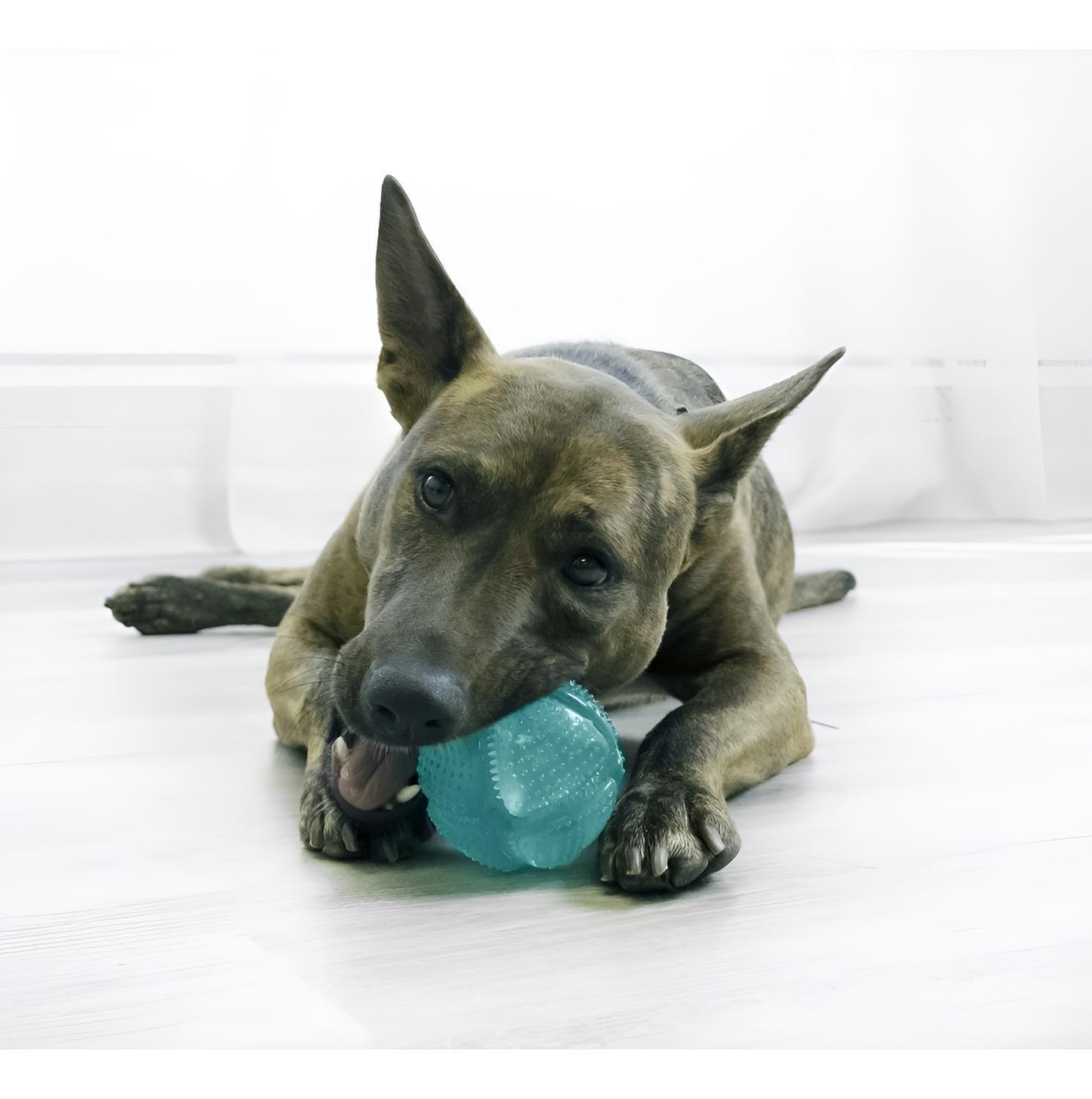 Kong Dental Squeezz Ball Pelota Dental Con Textura Talla M - VERDE-2