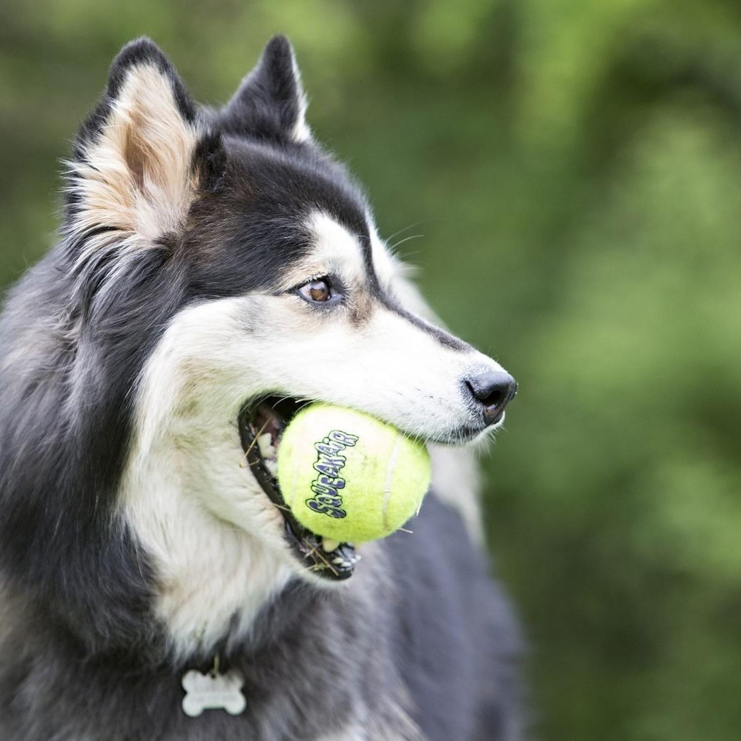 Pelota Para Perro Kong Ball Squeak Air Talla M 6 Unidades - AMARILLO-2