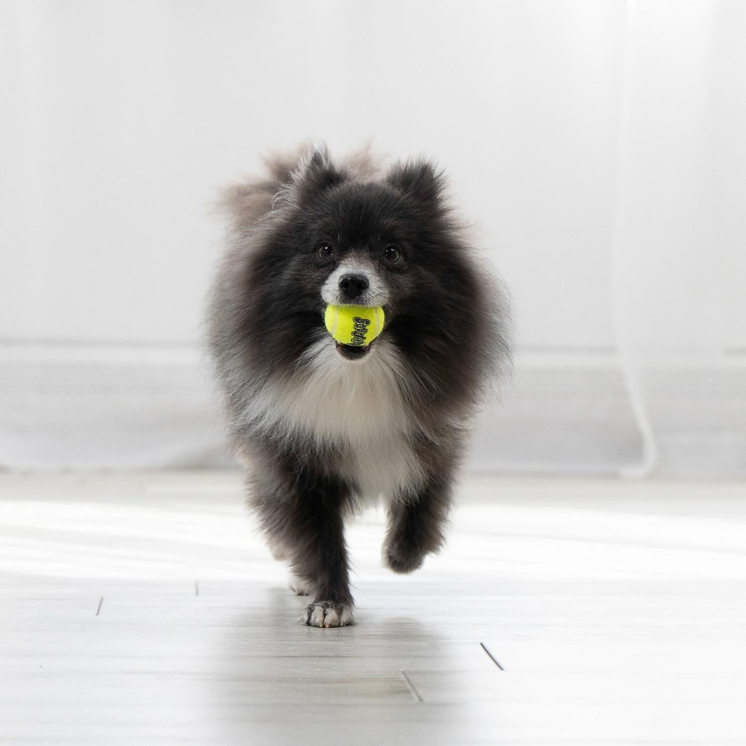 Pelota Para Perro Kong Ball Squeak Air Talla Xs  X3 Unidades - AMARILLO-2