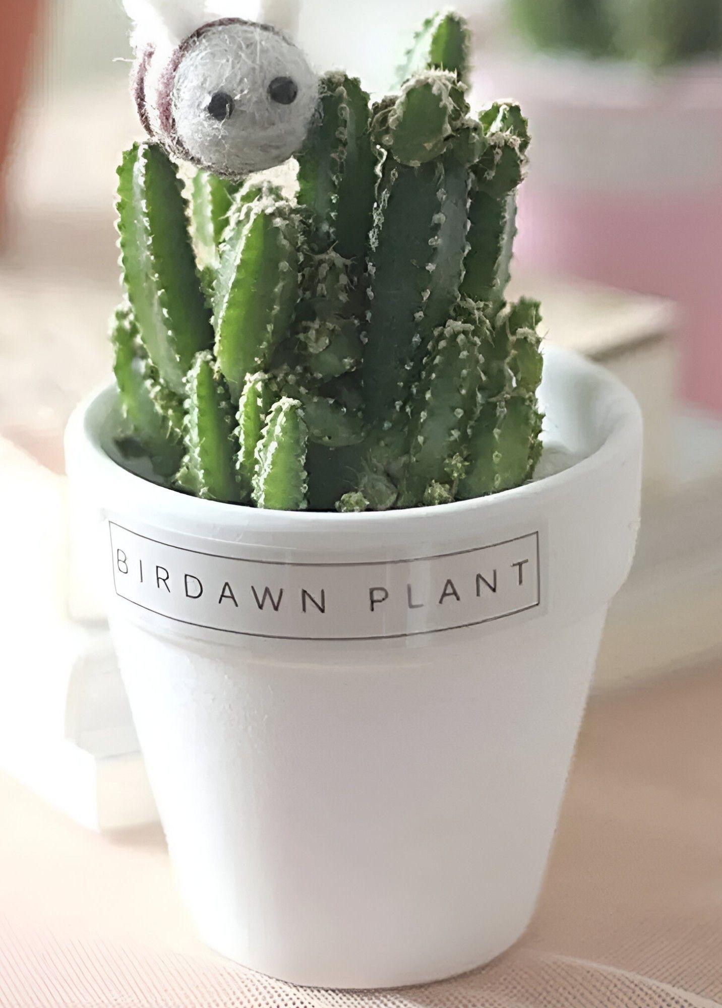 Set 6 Macetero Mini Suculentas Jardinería Cultivo Jhn-7