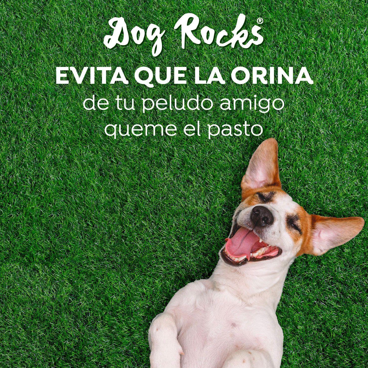 Dog Rocks 200grs-3