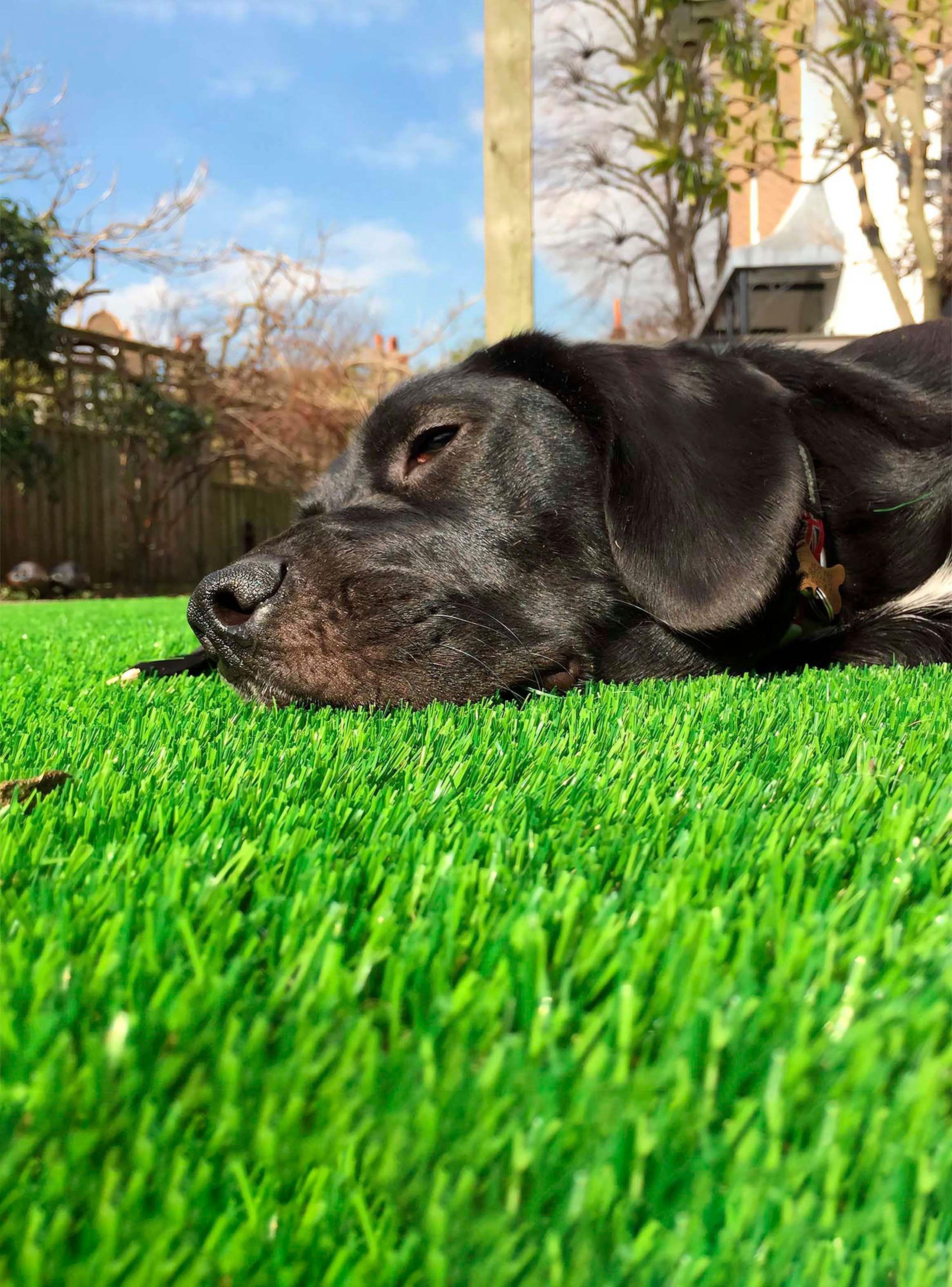 Pasto Sintético  Premier Turf 25 mm 2x5 Metros-3