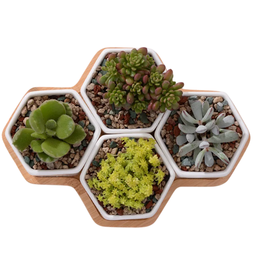 Macetero De Ceramica Hexagonal 4 piezas-5