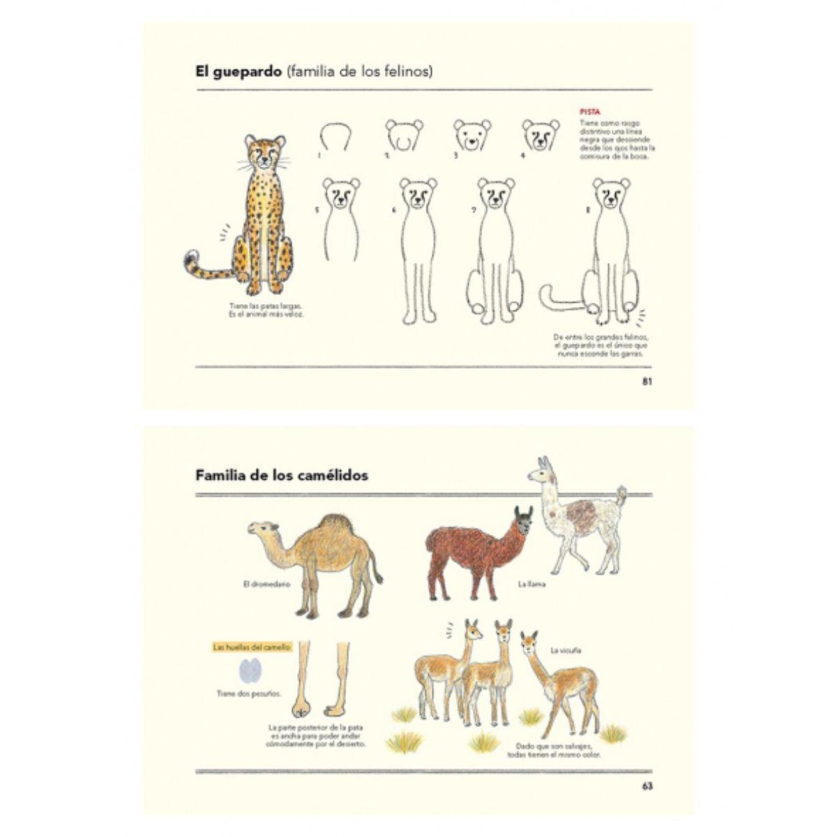Libro Cómo Son Los animales Y Cómo Dibujarlos Ai Akikusa-2
