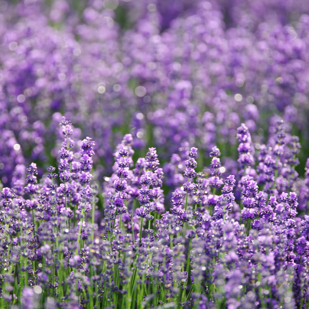 Desodorante ambiental Glade automático lavanda y vainilla repuesto 175 g-1