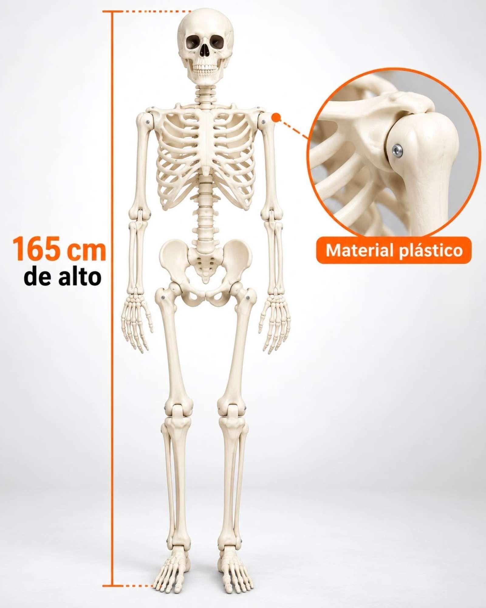 Adorno Esqueleto Halloween Articulado 165 cm-7