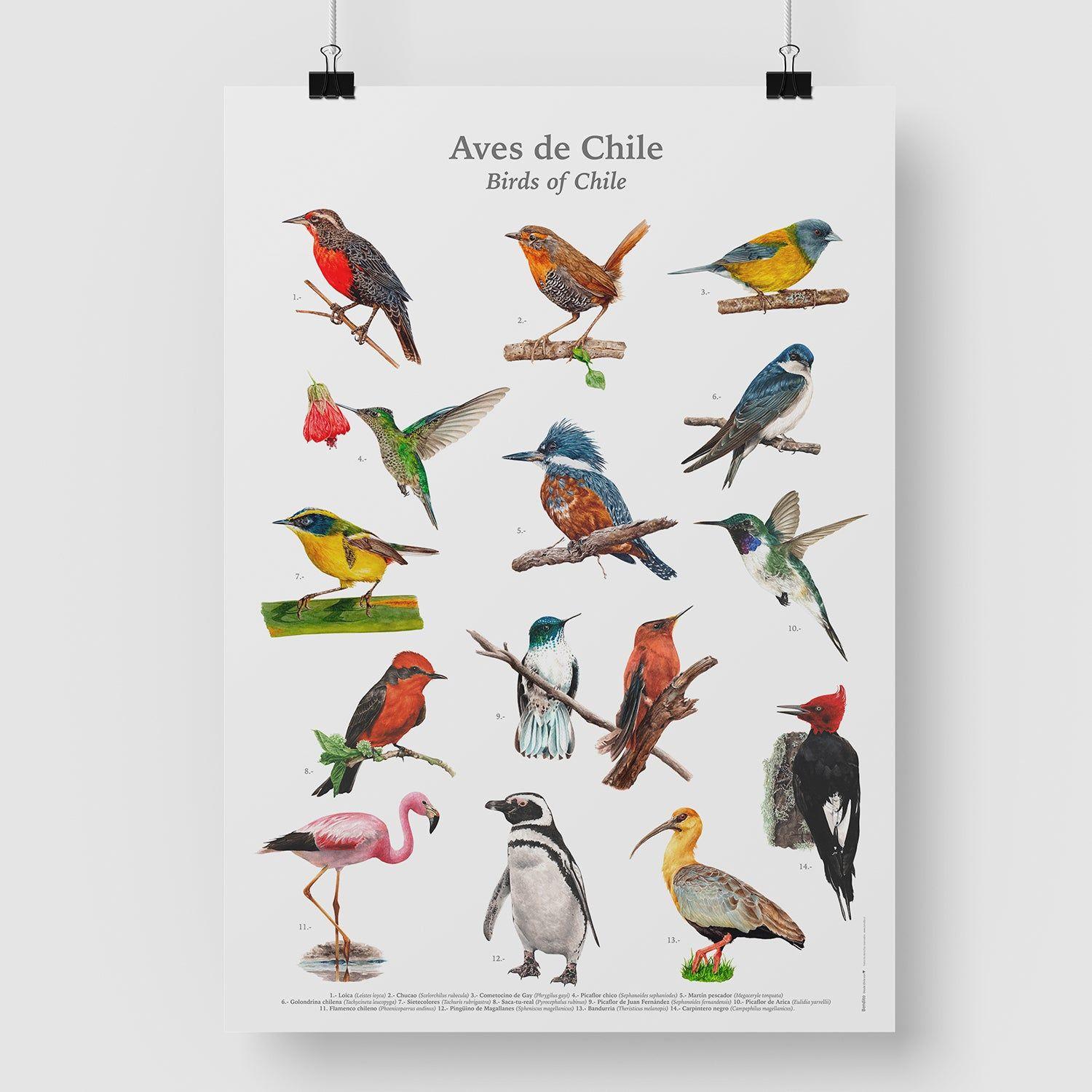 Afiche Aves de Chile 50x70 cms.-0