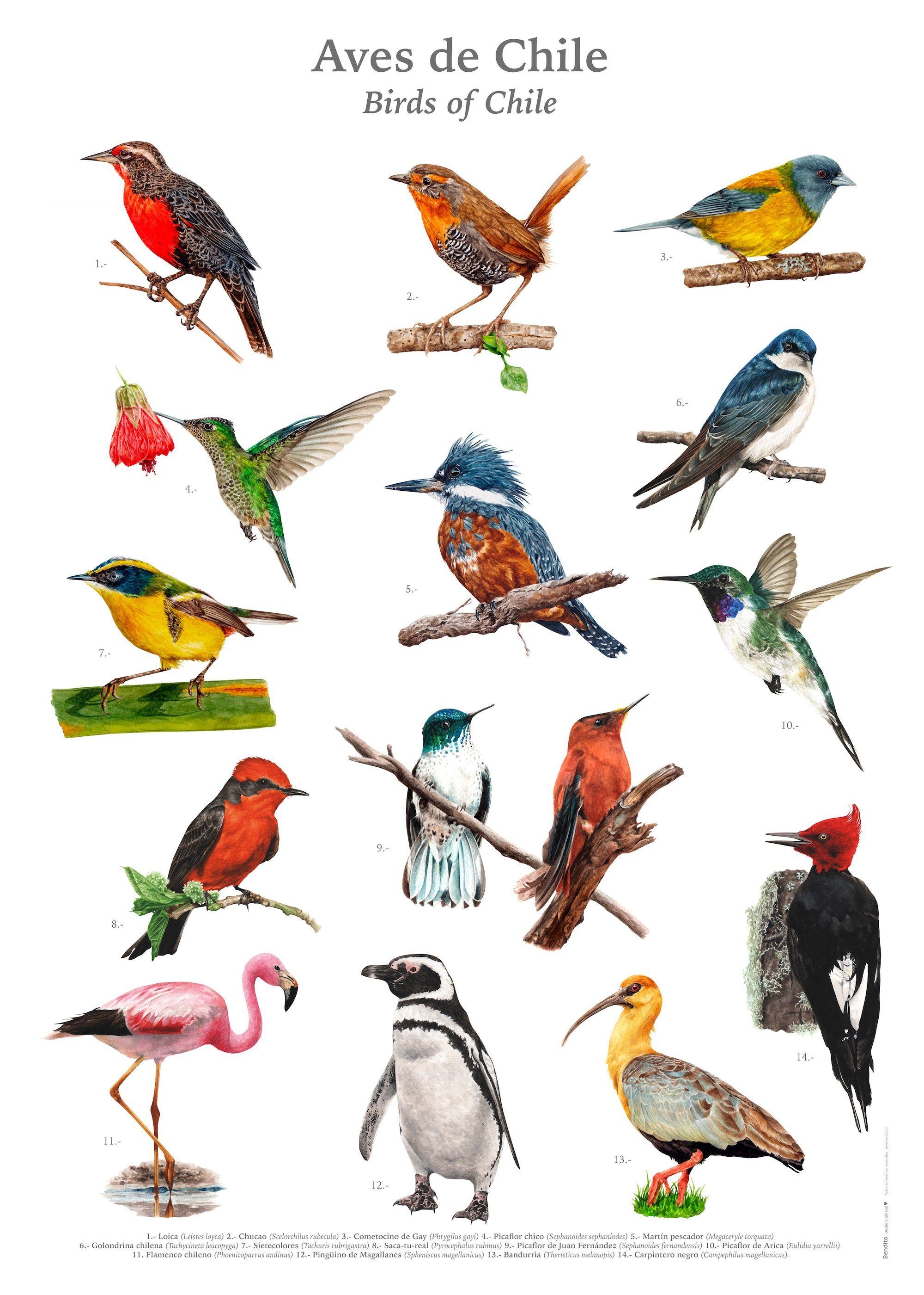 Afiche Aves de Chile 50x70 cms.-1