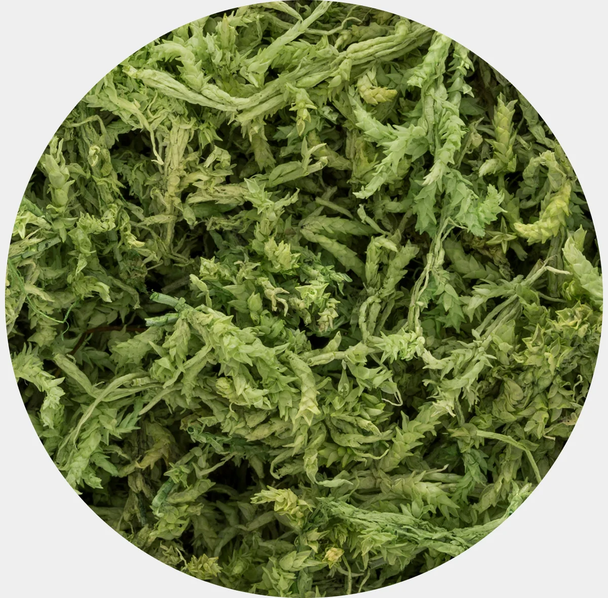 Musgo Natural Preservado Sphagnum para Decoración-1