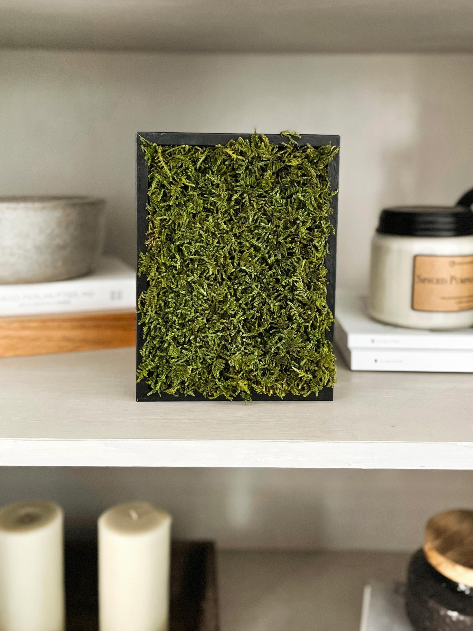Cuadro de Musgo Preservado Alfombra Flat Moss-0