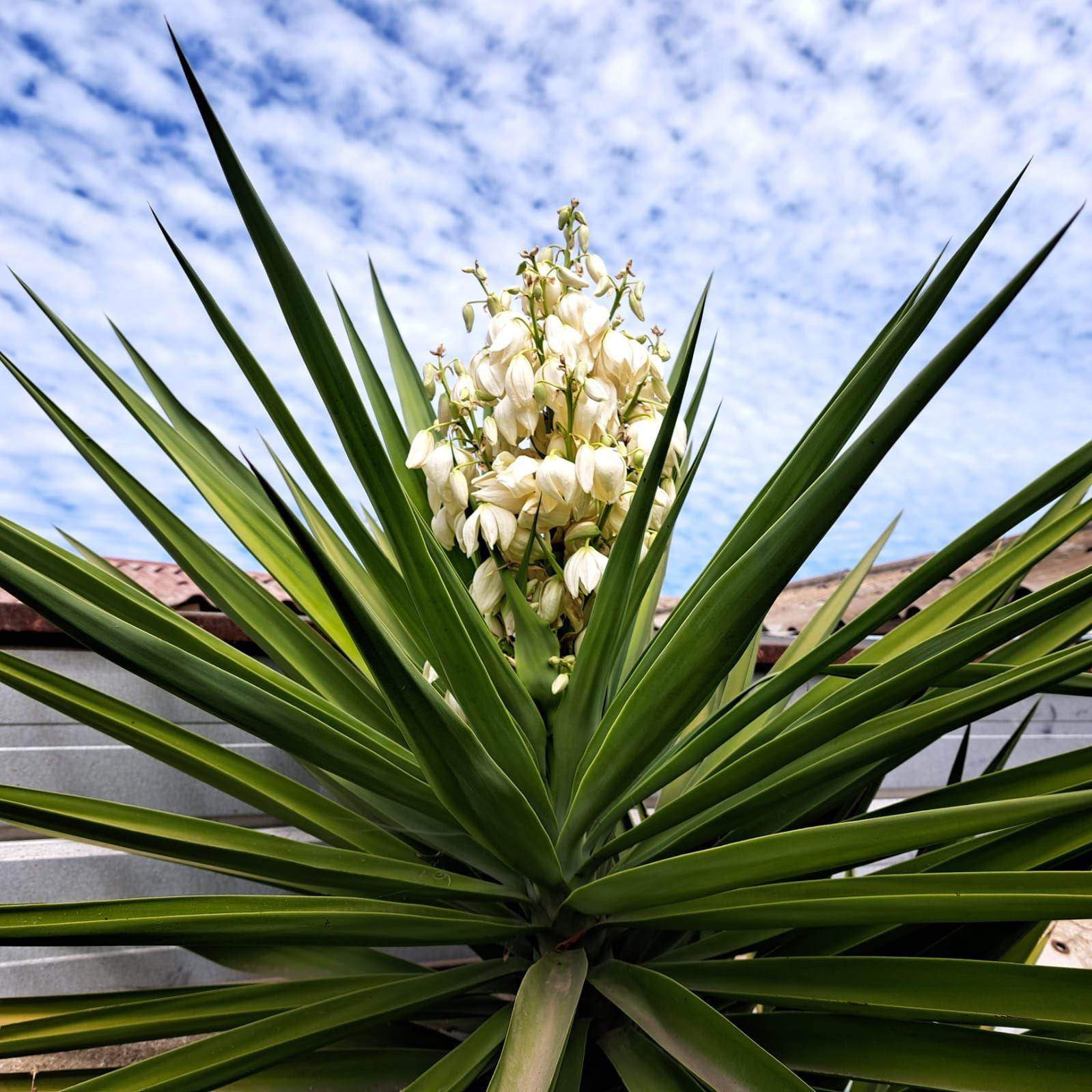 Fibra de Coco -3