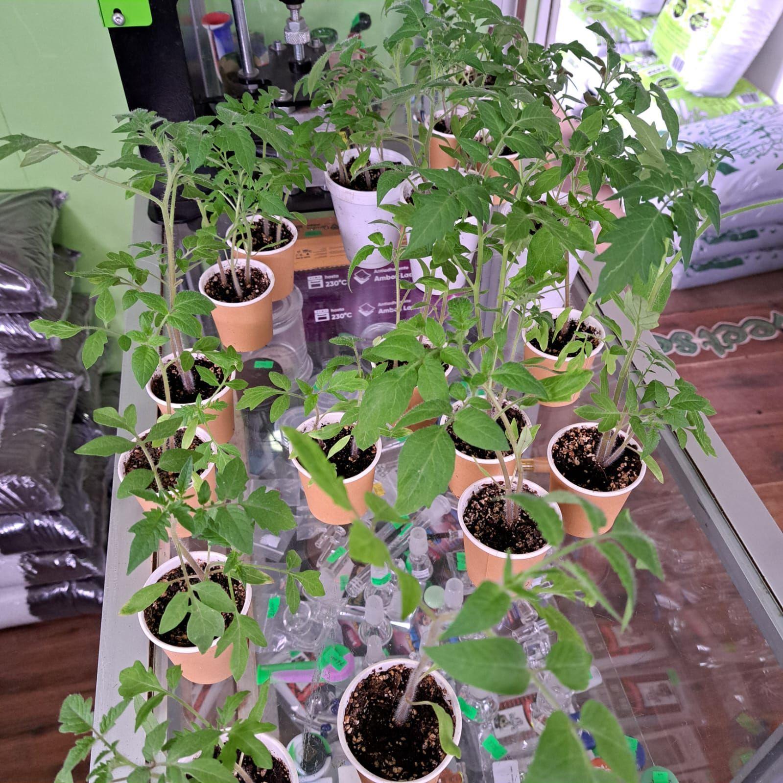 🌱 Jiffys de Turba JFFYS -3