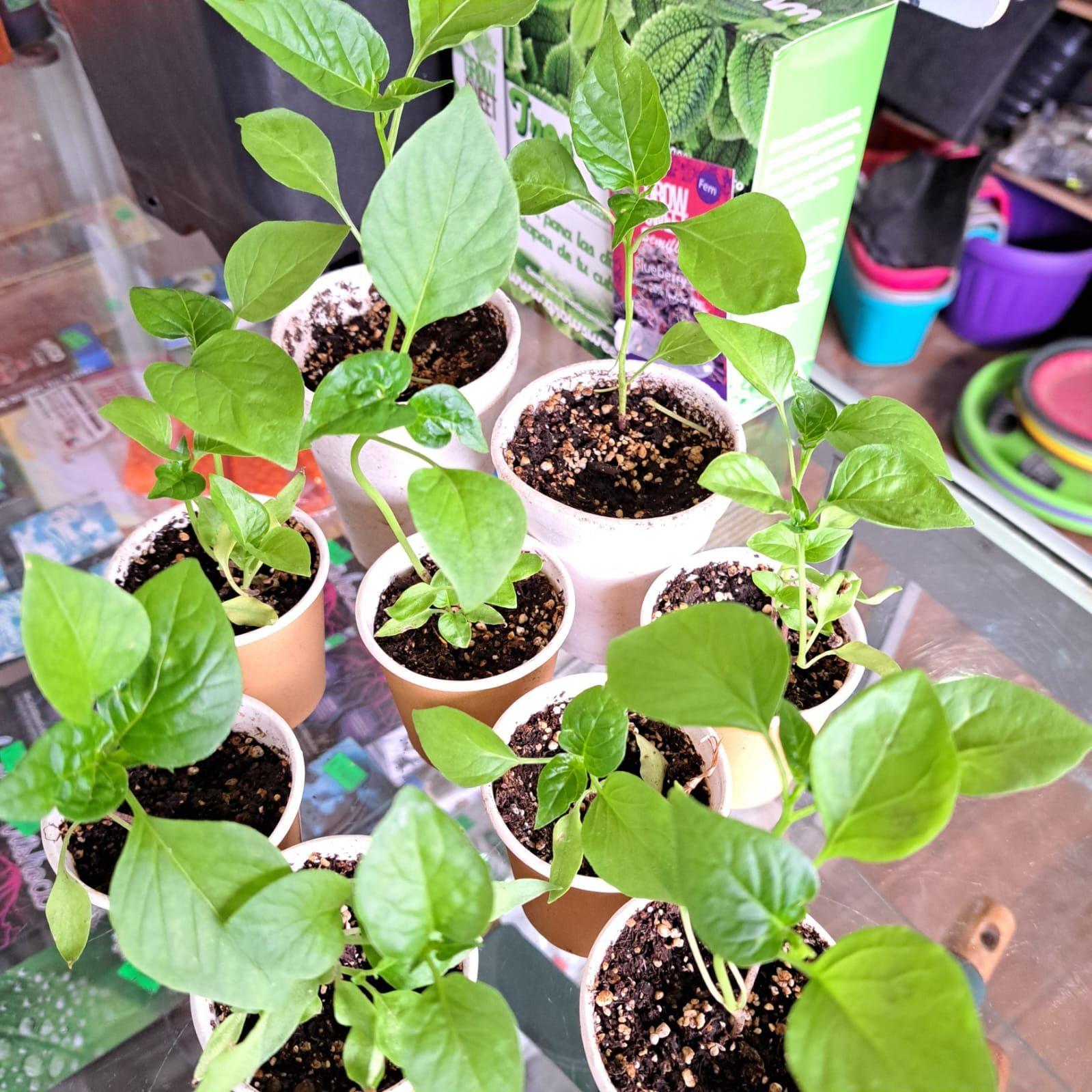 🌱 Jiffys de Turba JFFYS -4