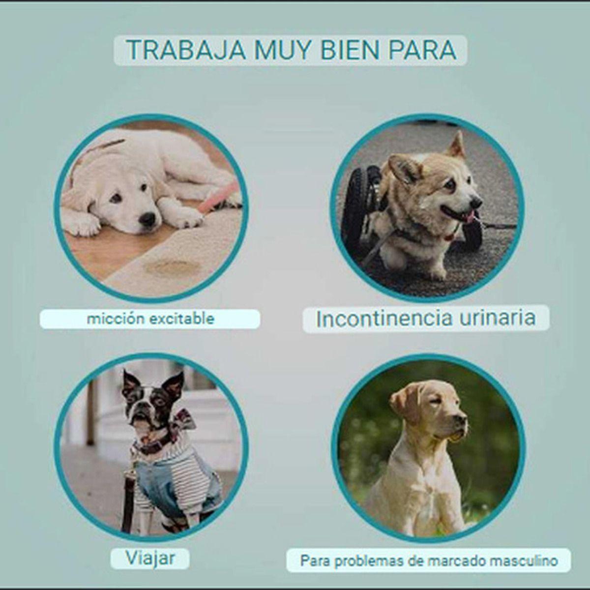 Pañales Desechables Para Perro Macho Tipo Banda Norplat-3