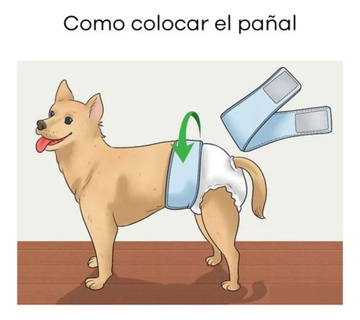 Pañales Desechables Para Perro Macho Tipo Banda Norplat-8