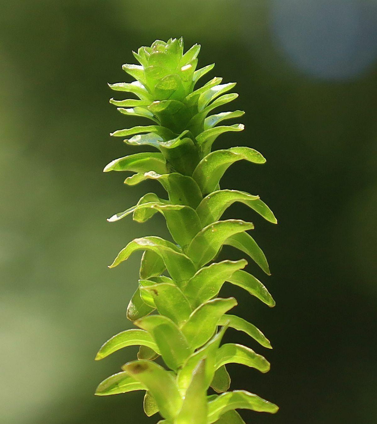 Plantas Naturales Acuario Elodea (pack 5 Plantas)-2