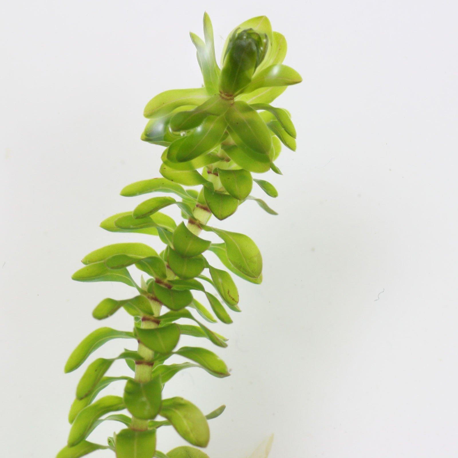 Plantas Naturales Acuario Elodea (pack 5 Plantas)-3