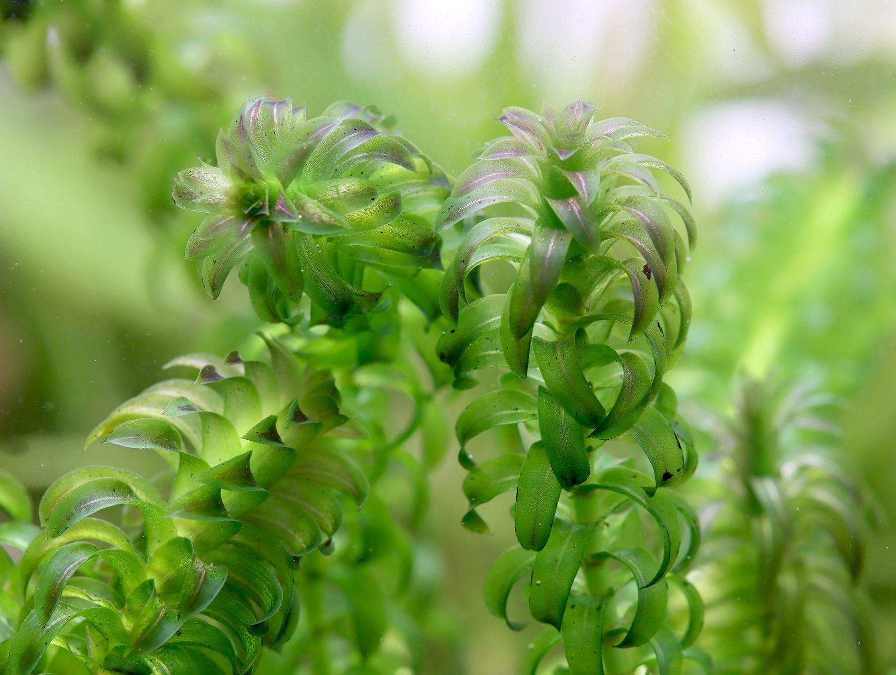 Plantas Naturales Acuario Elodea (pack 5 Plantas)-4
